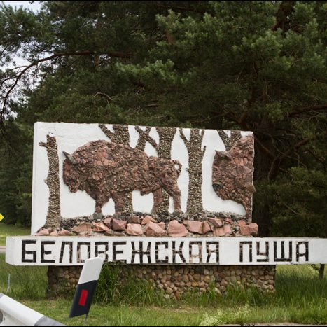 Беловежская пуща